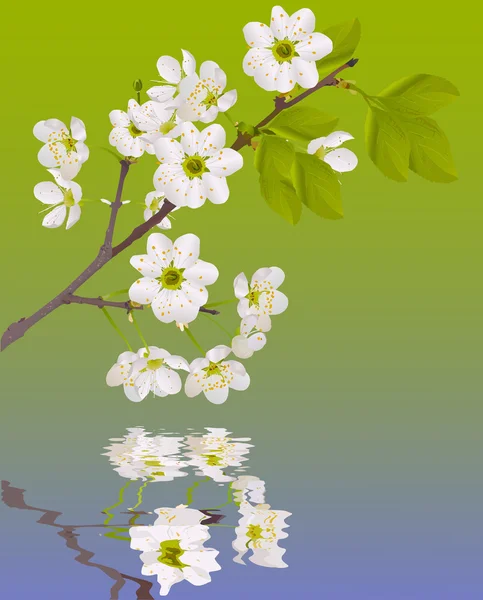 Warna bunga sakura dengan refleksi - Stok Vektor