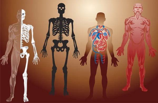 Anatomía humana ilustración — Archivo Imágenes Vectoriales