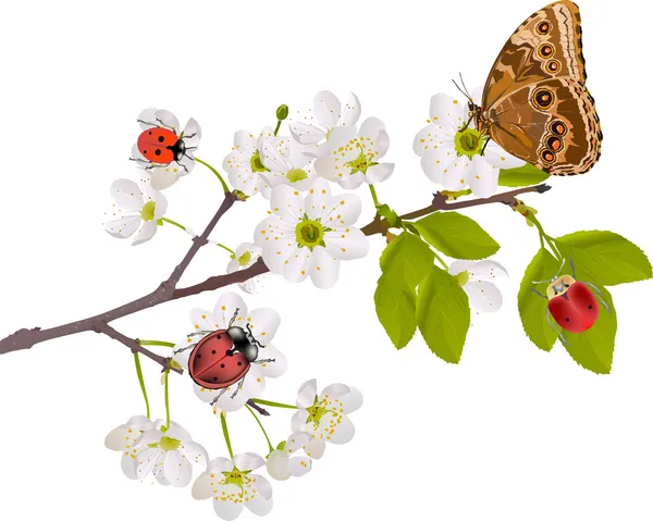 stock vector cherry tree flowers, bugs and butterfly