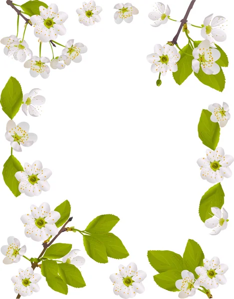 白桜の花のイラストのフレーム — ストックベクタ