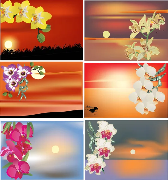 Uppsättning av orkidé blommor på solnedgångar — Stock vektor