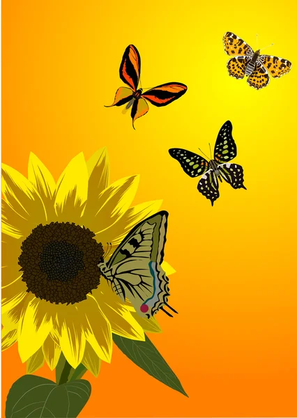 Τέσσερις κίτρινες πεταλούδες και ηλίανθος — Διανυσματικό Αρχείο