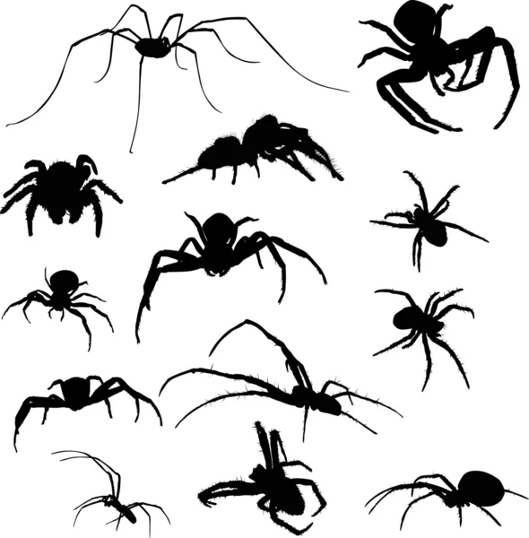 Dreizehn isolierte Spinnensilhouetten — Stockvektor