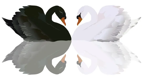 Черно-белые лебеди с отражением — стоковый вектор