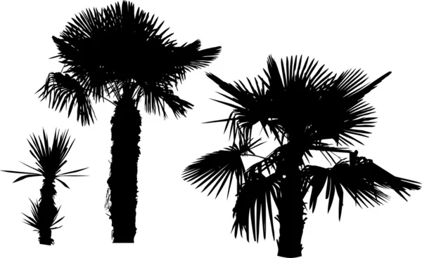 Siluetas de palma de árbol aisladas en blanco — Vector de stock