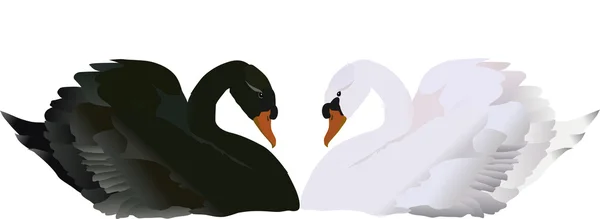 Izolované černé a bílé labutě ilustrace — Stockový vektor
