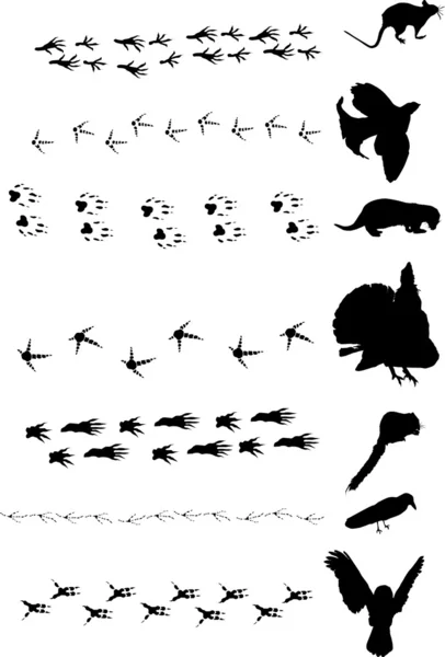 Different birds and animals tracks collection — Stock Vector