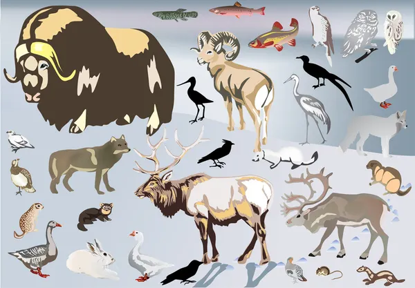 Набор северных животных — стоковый вектор