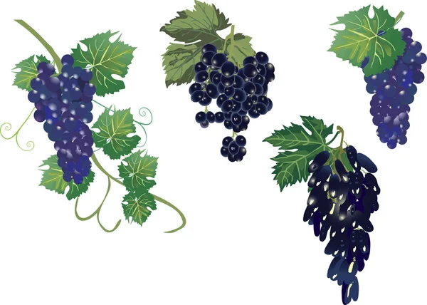 Набор винограда, выделенный на белом — стоковый вектор