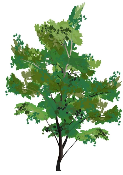 Πράσινο δέντρο απομονωμένες εικονογράφηση — Διανυσματικό Αρχείο