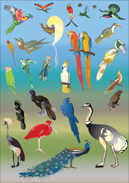 Illustration d'un ensemble d'oiseaux exotiques — Image vectorielle