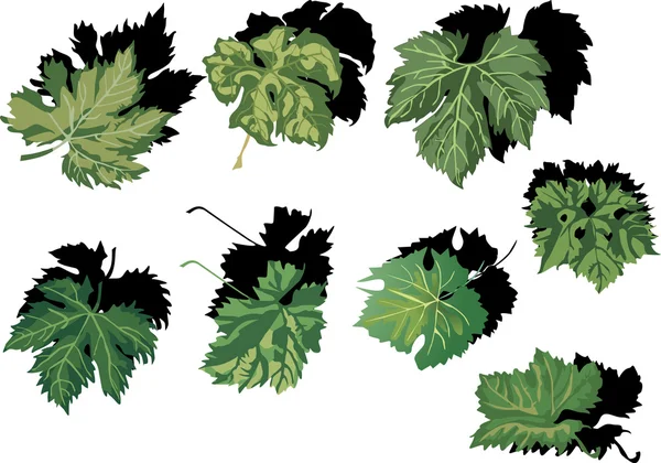 Colección de hojas de vid verde — Vector de stock