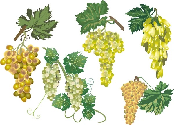 Zielony na białym tle zbiory winogron — Wektor stockowy