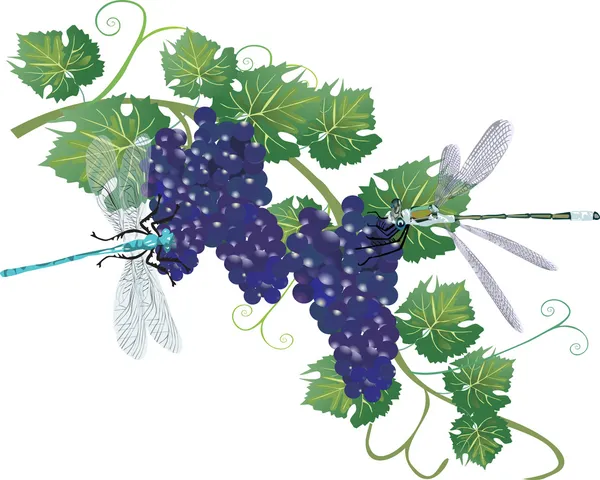 Donkere druiven en twee libellen — Stockvector