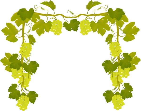 stock vector green grapes and leaves frame