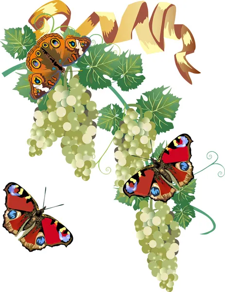 stock vector green grapes and red butterflies