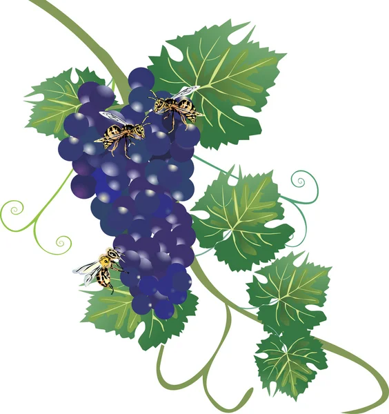 Темний виноград з осими ізольовані на білому — стоковий вектор