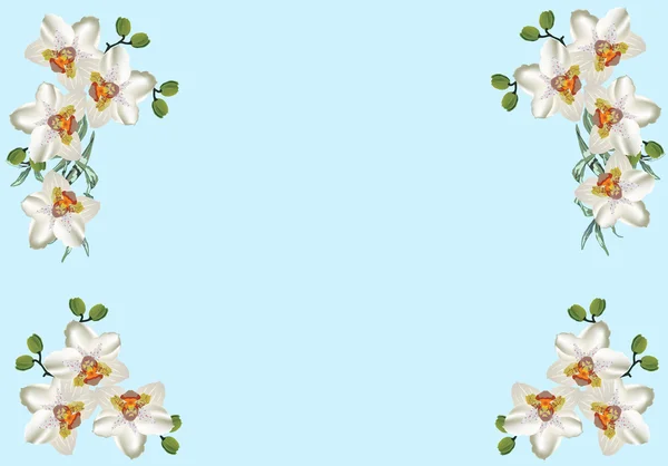 Біла орхідея квіткова рамка на світло-блакитному фоні — стоковий вектор