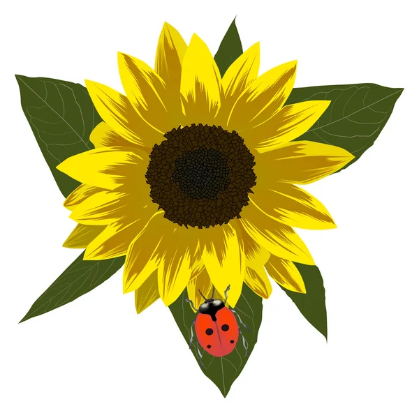 Red ladybird on yellow sunflower — Stock Vector