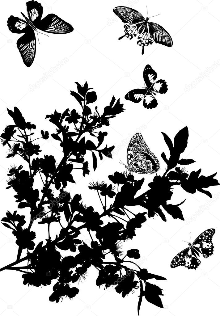cherry tree flowers and five butterflies