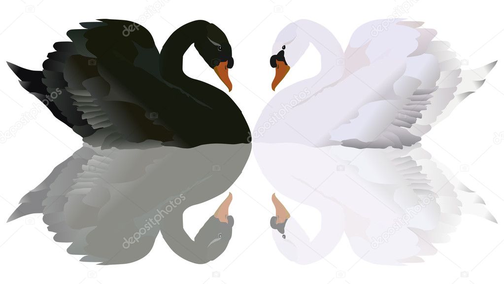 black and white swans with reflection
