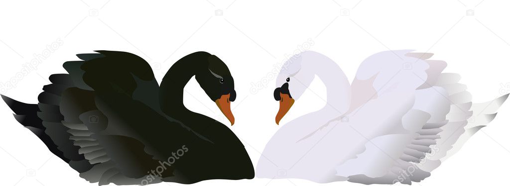 isolated black and white swans illustration