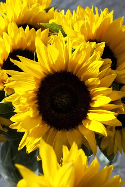 stock image Sun flower