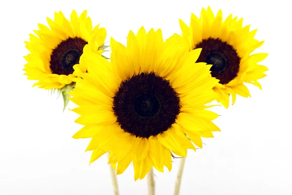 stock image Yellow sun flower