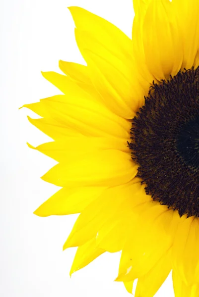 Stock image Yellow sun flower