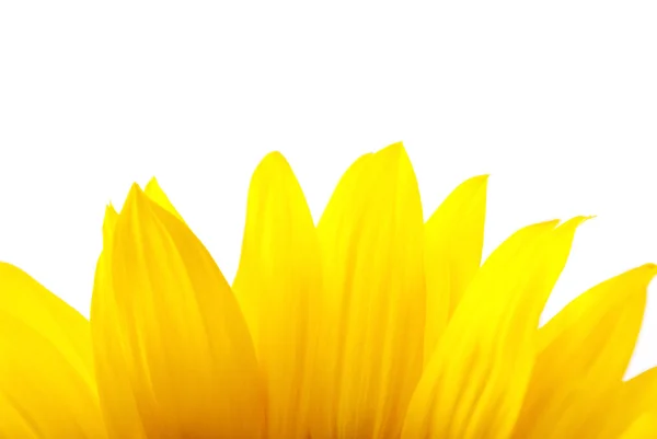 stock image Yellow sun flower