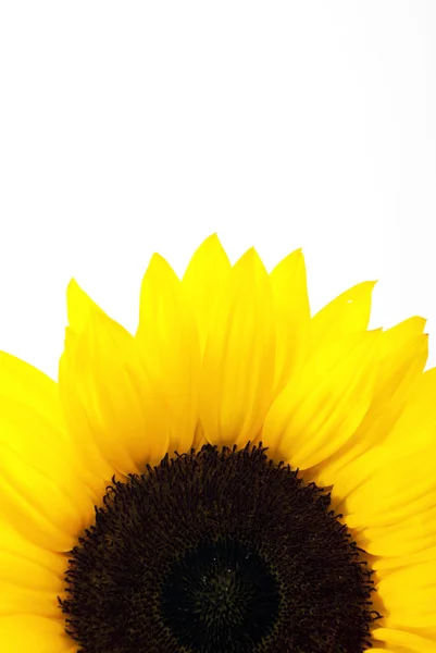 stock image Yellow sun flower