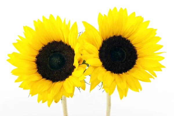 stock image Yellow sun flower