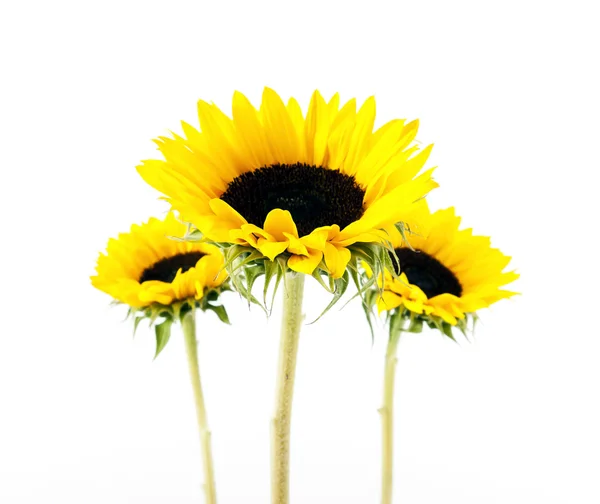 stock image Yellow sun flower