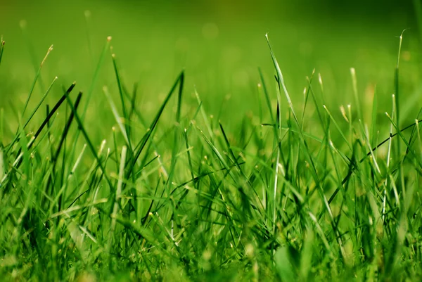 stock image Grass background