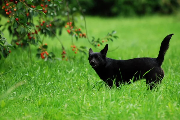 Hund im Garten — Stockfoto