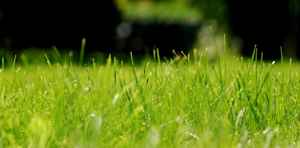 Stock image Green grass