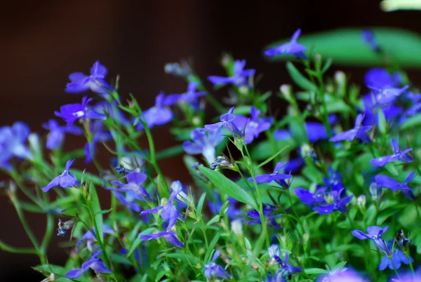 파란 꽃 — 스톡 사진