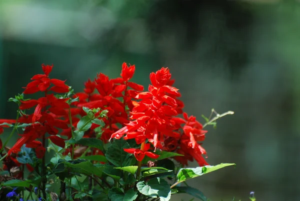 Flor roja —  Fotos de Stock