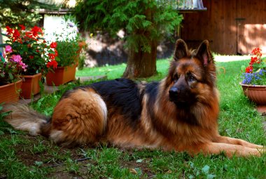 Alman çoban köpeği