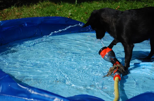 Hond en water — Stockfoto