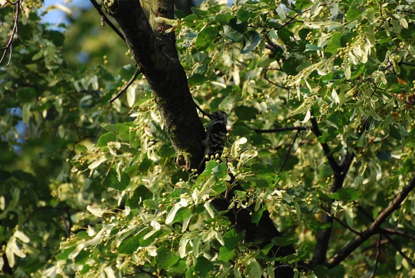 stock image Woodpecker