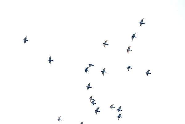 Birds — Stock Photo, Image