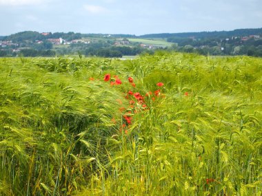 Barley Field clipart