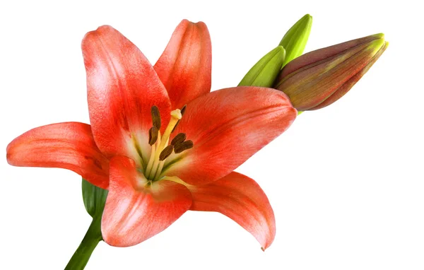 Stock image Blooming red lily