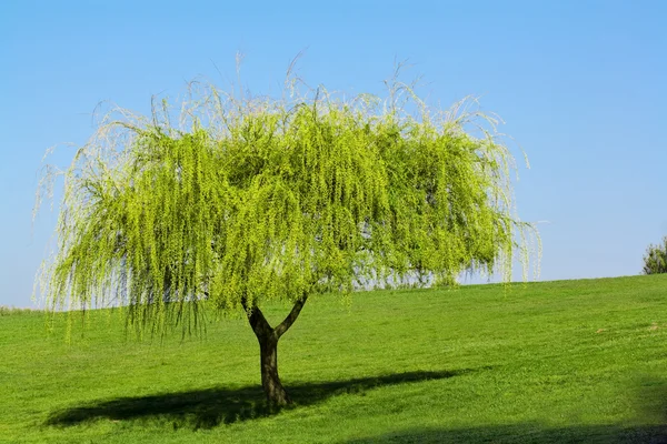 Молодое дерево — стоковое фото