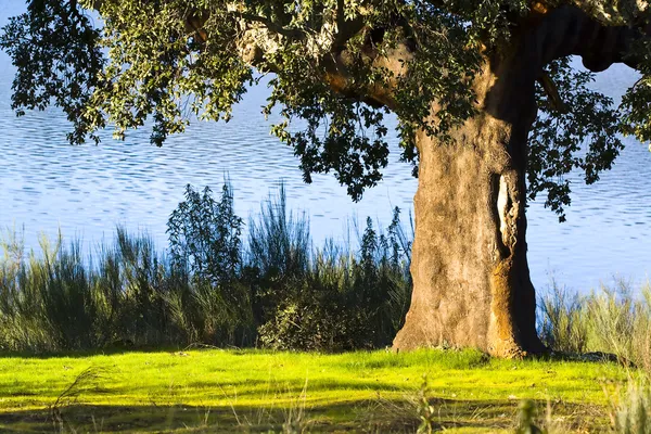 stock image Cork oak