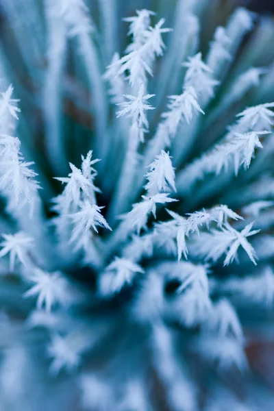 stock image Frozen pine