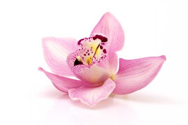 Orchid clipart