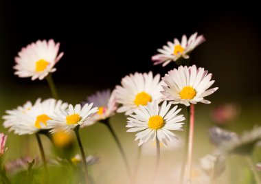 Daisys