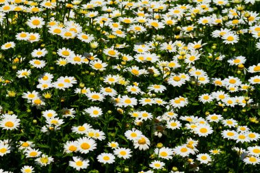 Daisys